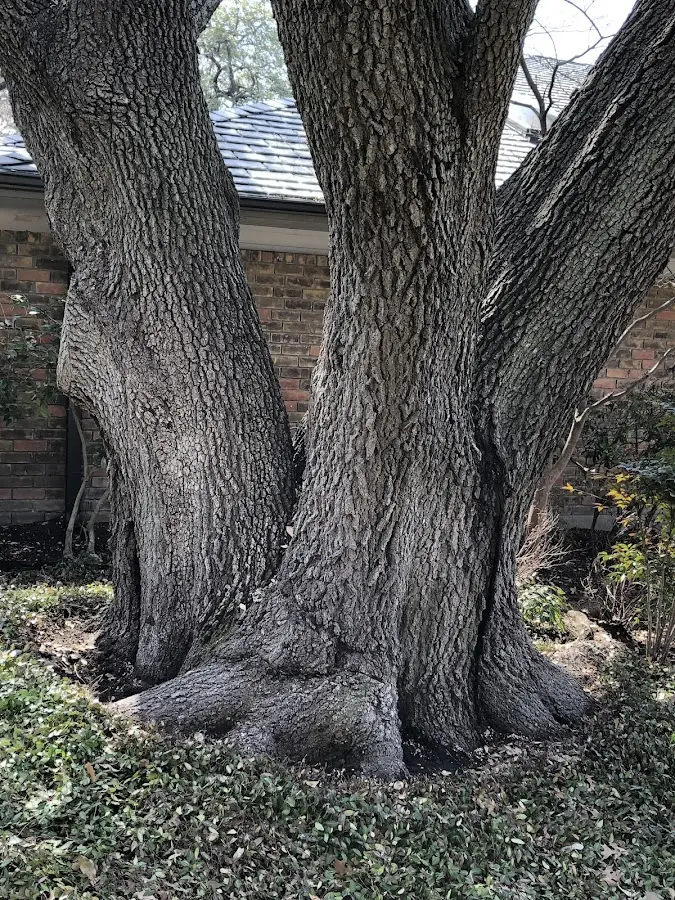Mature heritage tree close to a Scenery Hill property cared for by certified arborists